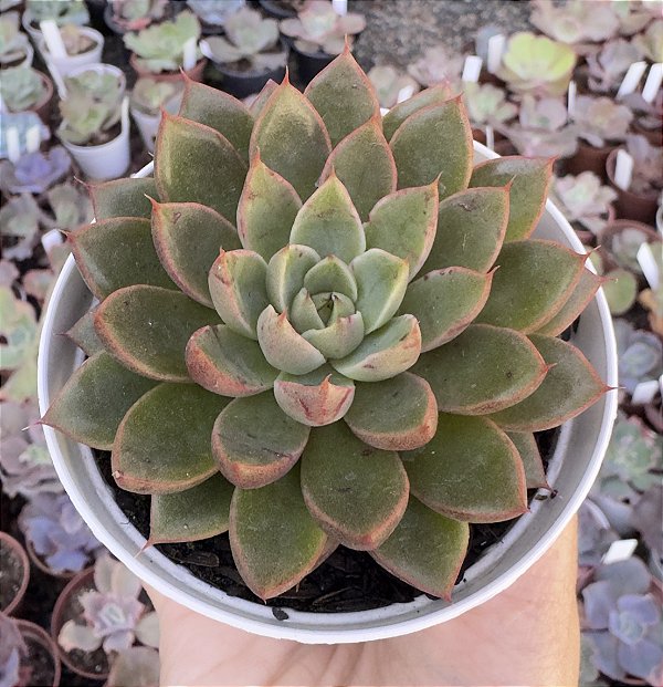 E. OBSCURIS POTE 9
