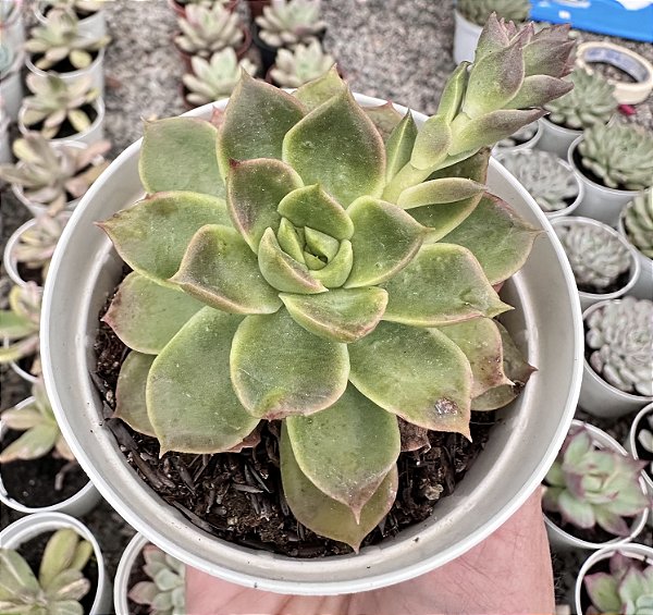 E. ZYPHORA POTE 9