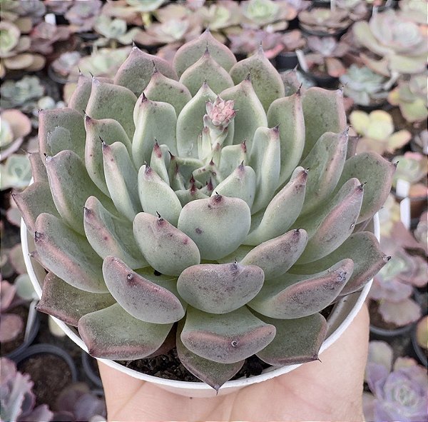 E. VEXARIA POTE 9