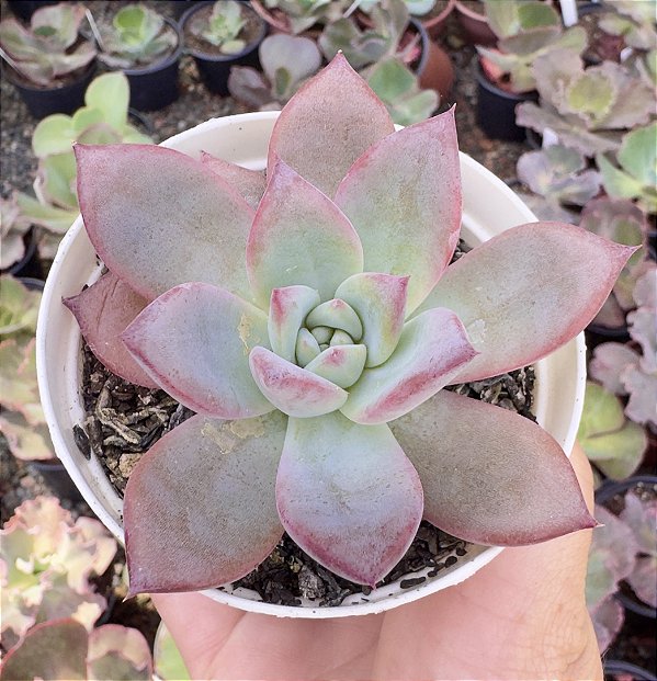 E. X COLORATA NAHUALA POTE 9