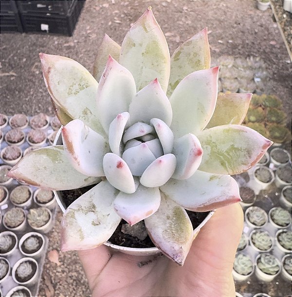 E. COLORATA ROOF POTE 9