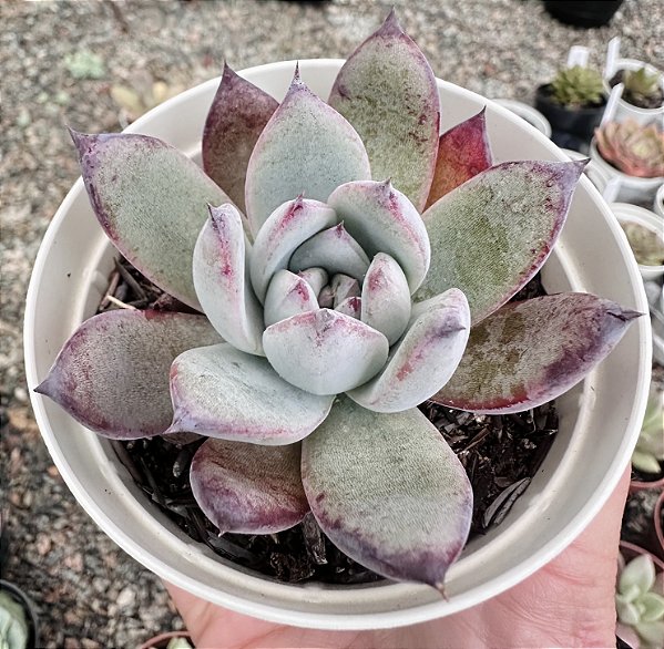 E. COLORATA ROOF POTE 9