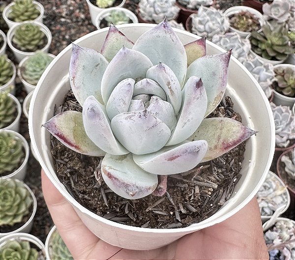 E. COLORATA ROOF POTE 9