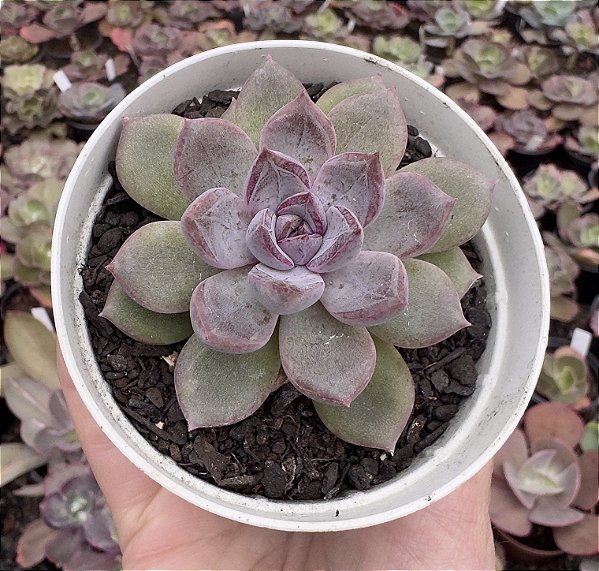 E. PURPLE STONE POTE 9