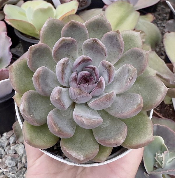 E. PURPLE STONE POTE 9
