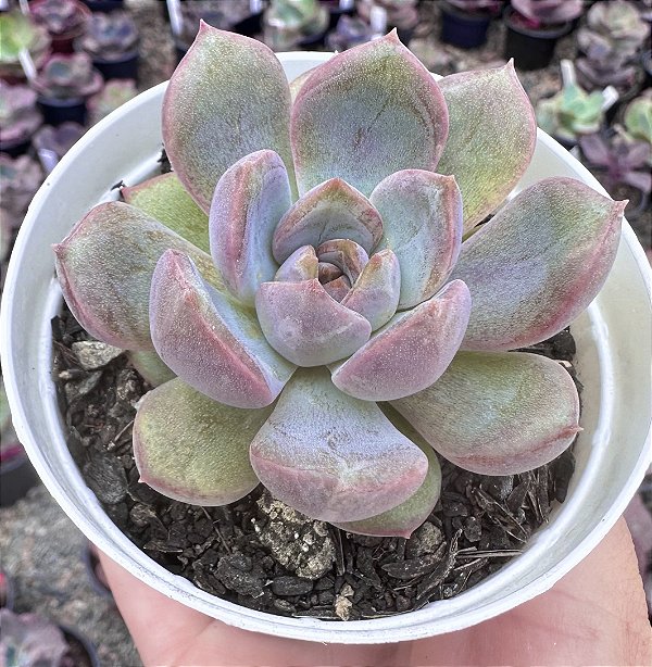 E. PURPLE STONE POTE 9