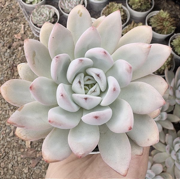 E. STAR SNOW POTE 9