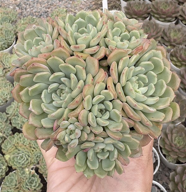 E. CUTE BUBBLE POTE 9