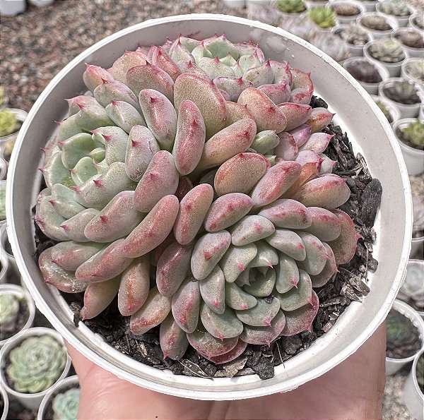 E. CUTE BUBBLE POTE 9