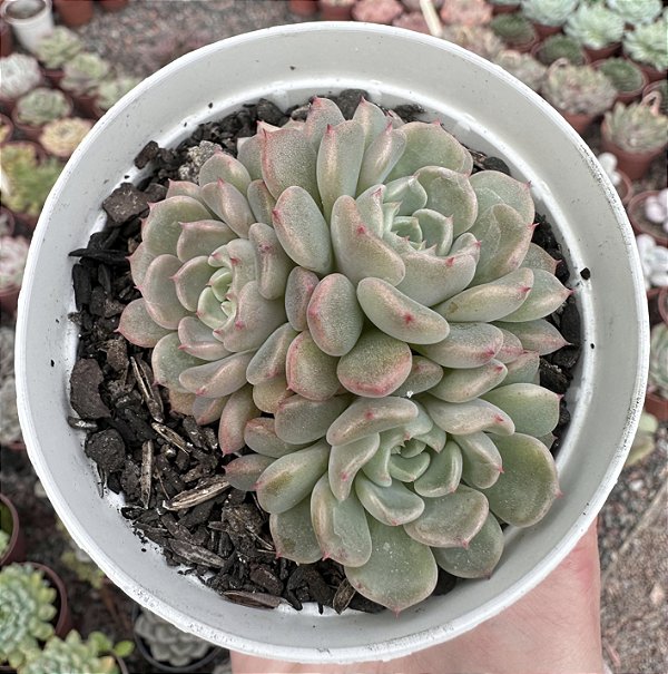 E. CUTE BUBBLE POTE 9