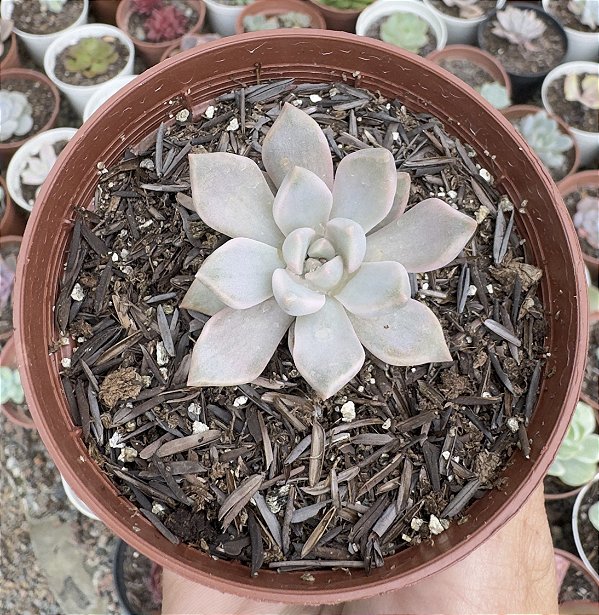 E. SCARLET VARIEGATA POTE 9