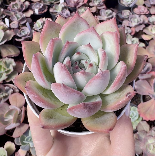 E. COLORATA DESERT HARMONY POTE 9