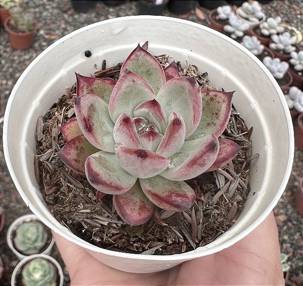 E. COLORATA DESERT HARMONY POTE 9