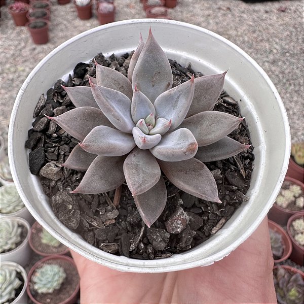 E. ARPON POTE 9