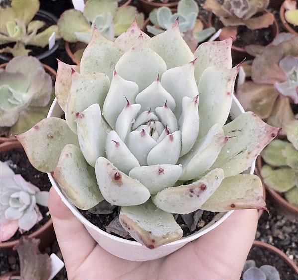 E. MALASANTA POTE 9