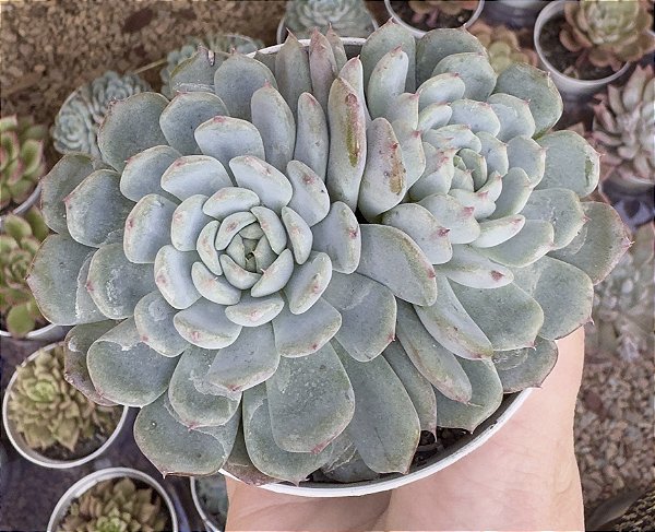 E. PINNOCIO POTE 9
