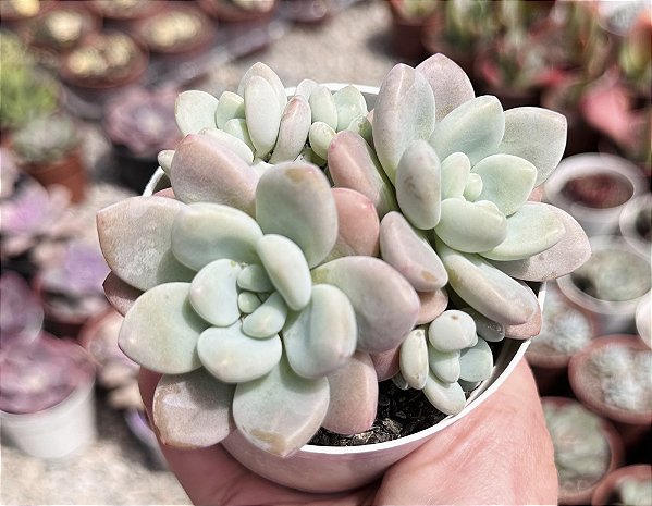 E. LOKO COLÔNIA POTE 9