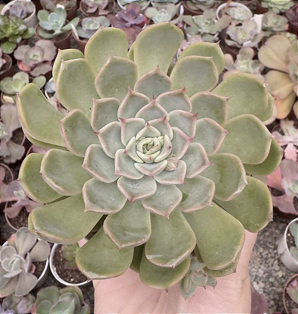 E. AURENTHIA POTE 9