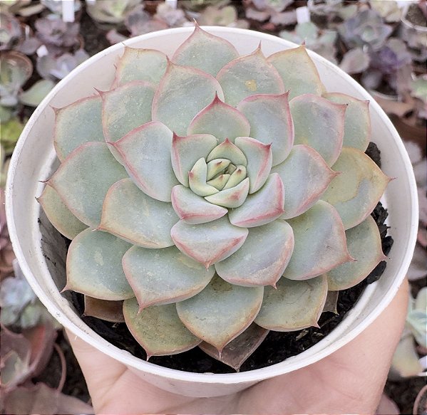 E. VIRID FLARE POTE 9