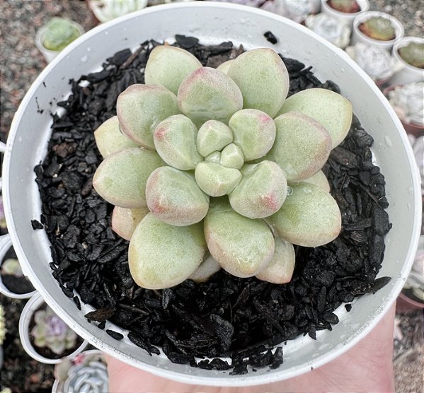 E. CANDY BEAN POTE 9
