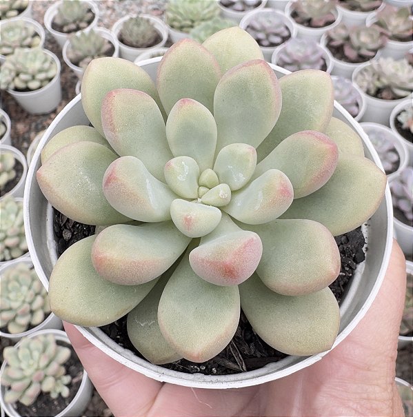 E. CANDY BEAN POTE 9