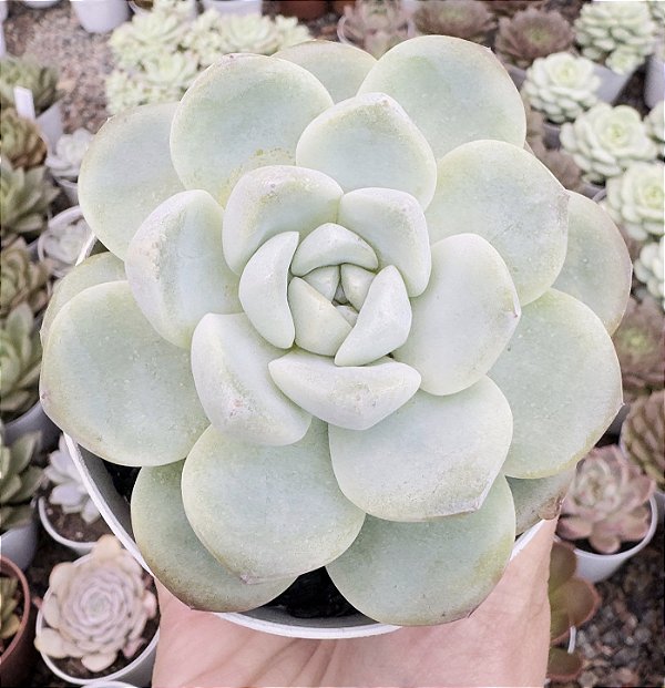 E. ICE GREEN POTE 9