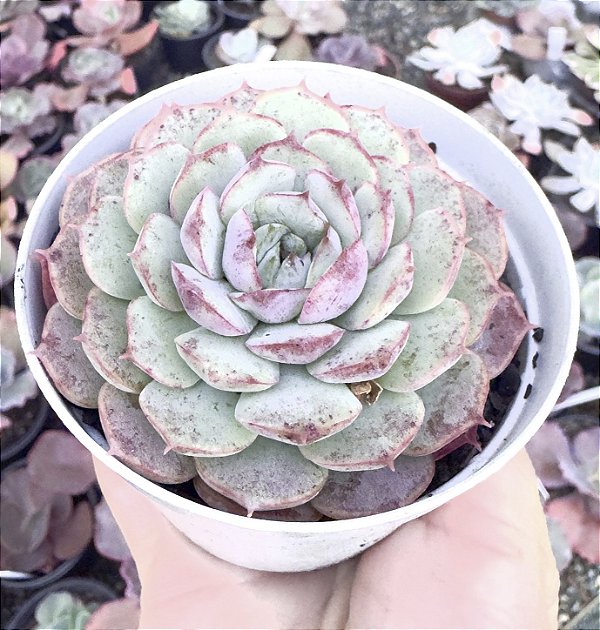 E. CHARLOTE ROSE POTE 9