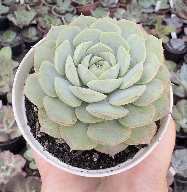 E. CHARLOTE ROSE POTE 9