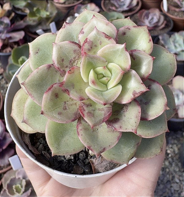 E. X CHROMA POTE 9