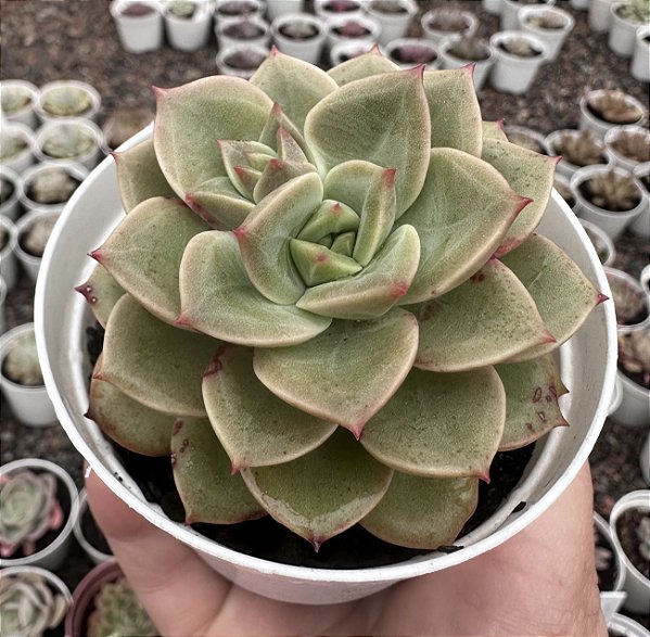 E. X CHROMA POTE 9