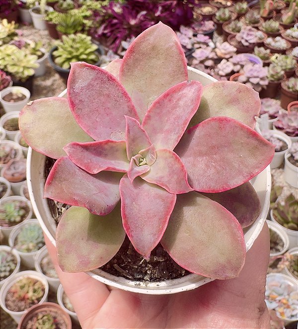 E. GOLDEN TOWERS POTE 9