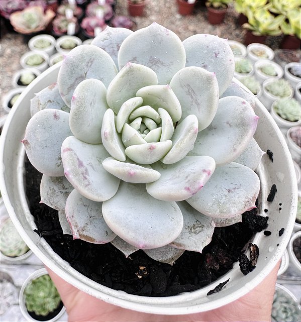 E. RAFFINE POTE 9