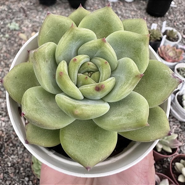 E. COLORATA SOLMÉRIA POTE 9