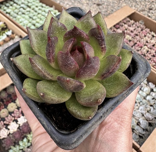 E. BLACK QUEEN POTE 7