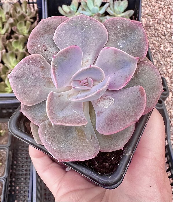 E. DUSTY ROSE POTE 7