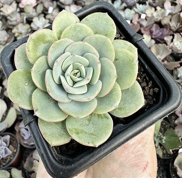 E. ATLANTIS POTE 7
