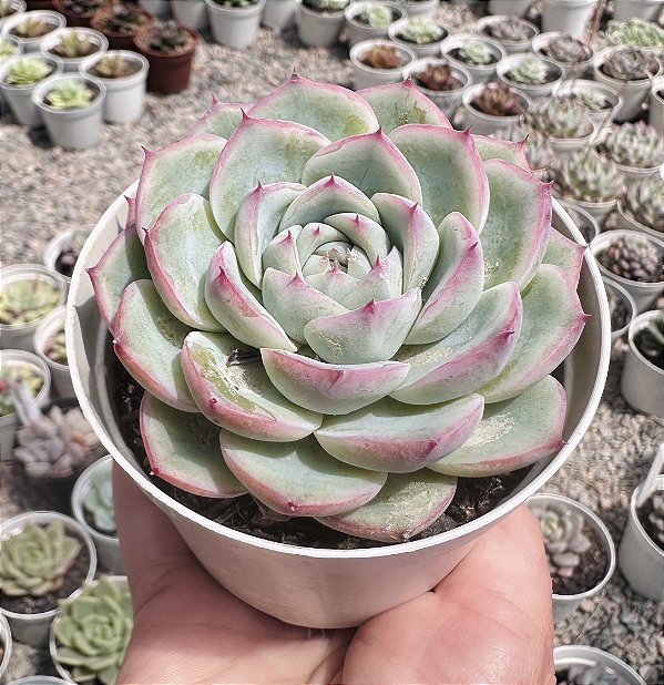 E. CRISTAL ROSE POTE 9