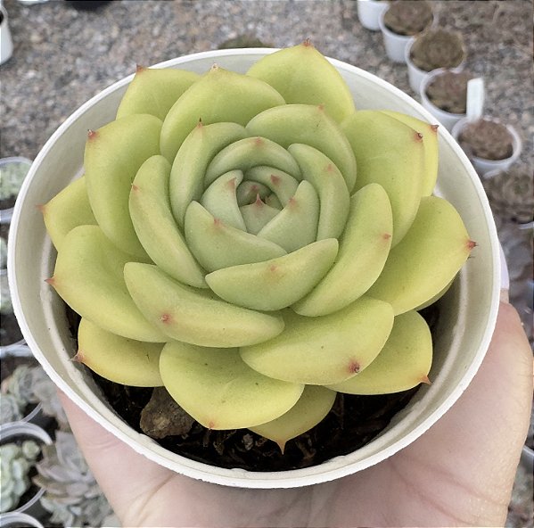 E. COLORATA GREEN FORM POTE 9