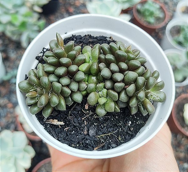 ANACAMPSEROS ARACHNOIDES POTE 9