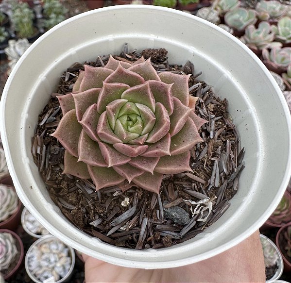 E. THUNDER ROSE POTE 9
