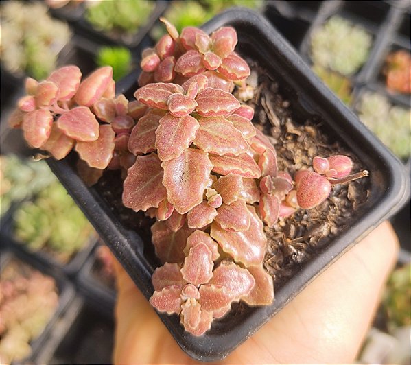 PLECTRANTHUS PROSTATUS POTE 7