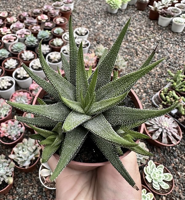 H. ATENUATTA RADULA POTE 9
