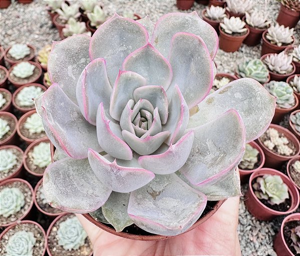 E. ORION POTE 9