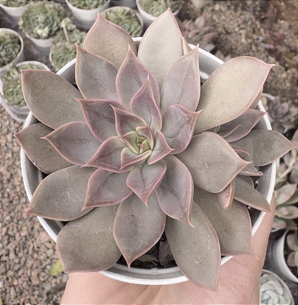 E. CHLOE POTE 9
