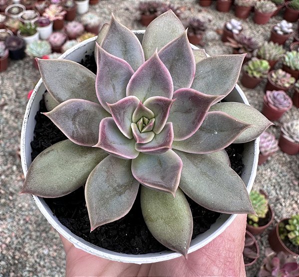 E. CHLOE POTE 9