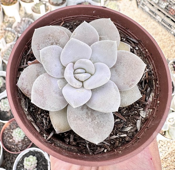 E. VALENTINA POTE 9