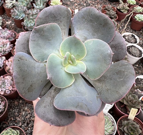 E. GANDIVA POTE 9