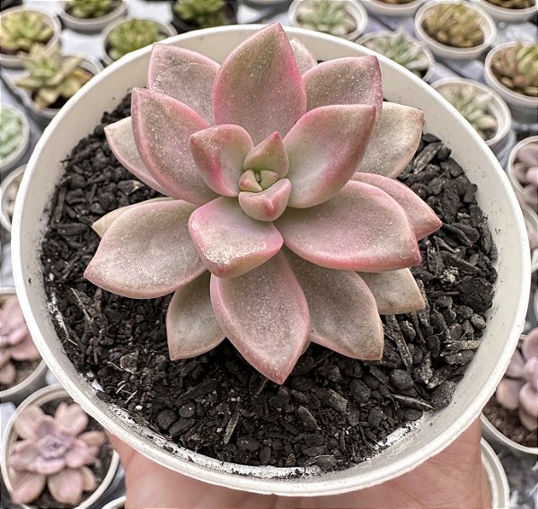 G. BRONZE VARIEGATA POTE 9