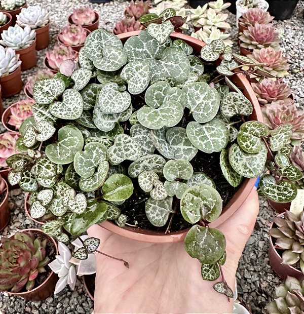 CEROPEGIA WOODII CUIA 13