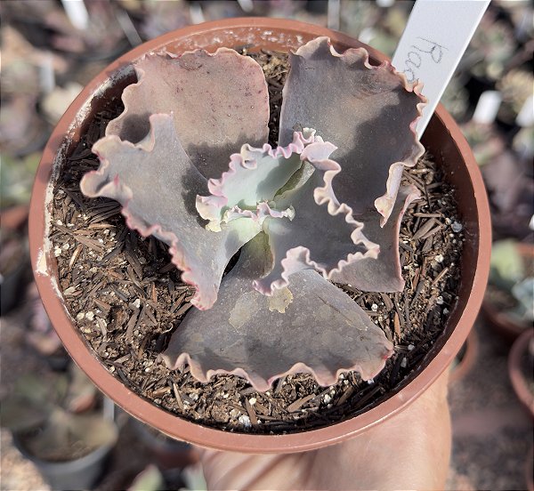 E. GIBB. RADORE CUIA 13